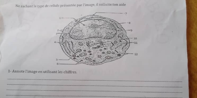 Ne sachant le type de cellule présentée par l'image, il sollicite ton aide 
1- Annote l'image en utilisant les chiffres. 
_ 
_ 
_ 
_