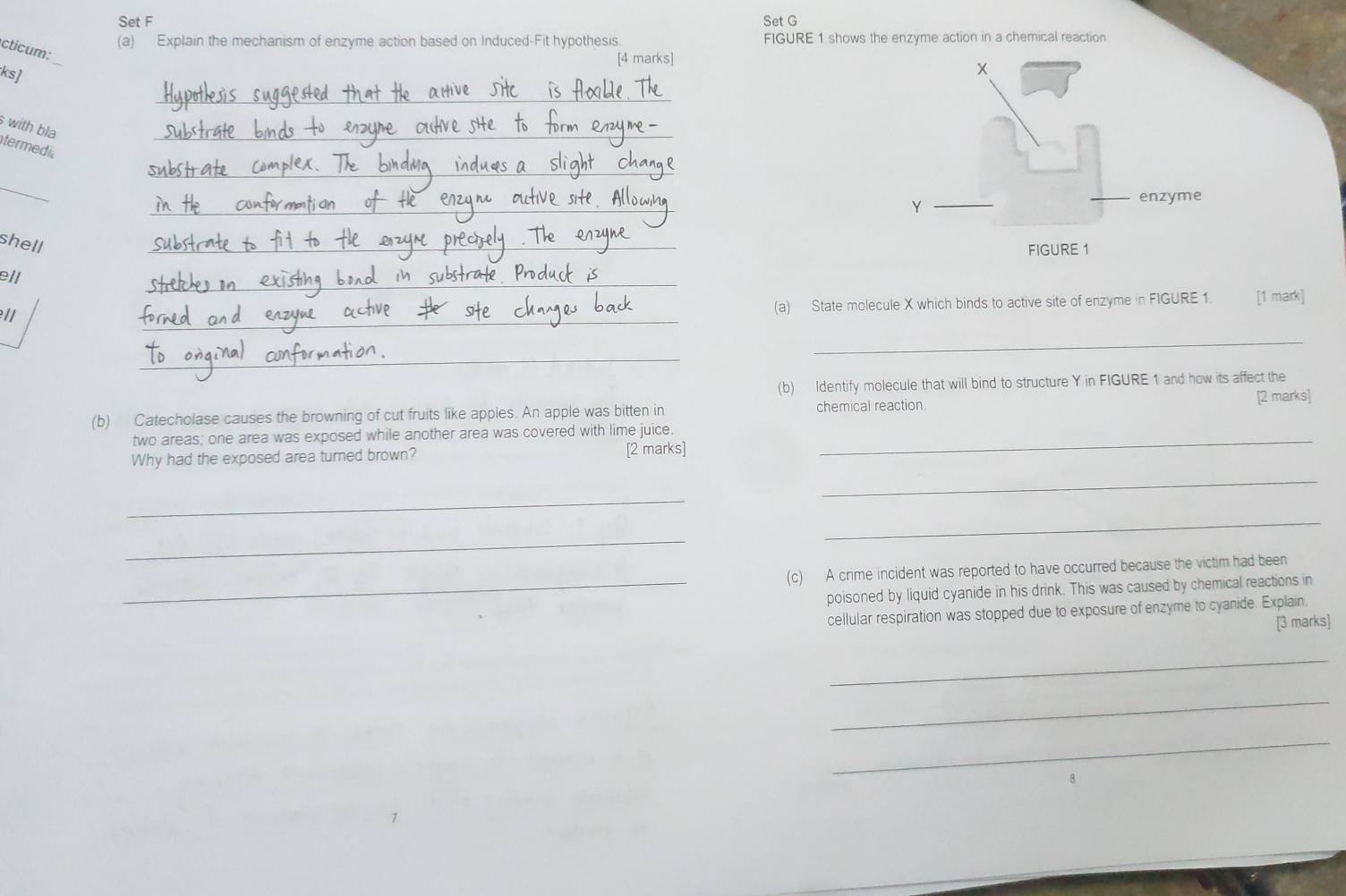 Set F Set G 
(a) Explain the mechanism of enzyme action based on Induced-Fit hypothesis FIGURE 1 shows the enzyme action in a chemical reaction 
cticum: 
[4 marks] 
ks] 
_ 
with bla 
_ 
termedí 
_ 
_ 
_ 
shell 
_ 
_ 
ell 
_ 
(a) State molecule X which binds to active site of enzyme in FIGURE 1. 
ll [1 mark] 
_ 
_ 
(b) Identify molecule that will bind to structure Y in FIGURE 1 and how its affect the 
(b) Catecholase causes the browning of cut fruits like apples. An apple was bitten in chemical reaction 
[2 marks] 
two areas; one area was exposed while another area was covered with lime juice._ 
_ 
Why had the exposed area turned brown? [2 marks] 
_ 
_ 
_ 
(c) A crime incident was reported to have occurred because the victim had been 
_poisoned by liquid cyanide in his drink. This was caused by chemical reactions in 
cellular respiration was stopped due to exposure of enzyme to cyanide. Explain 
[3 marks] 
_ 
_ 
_