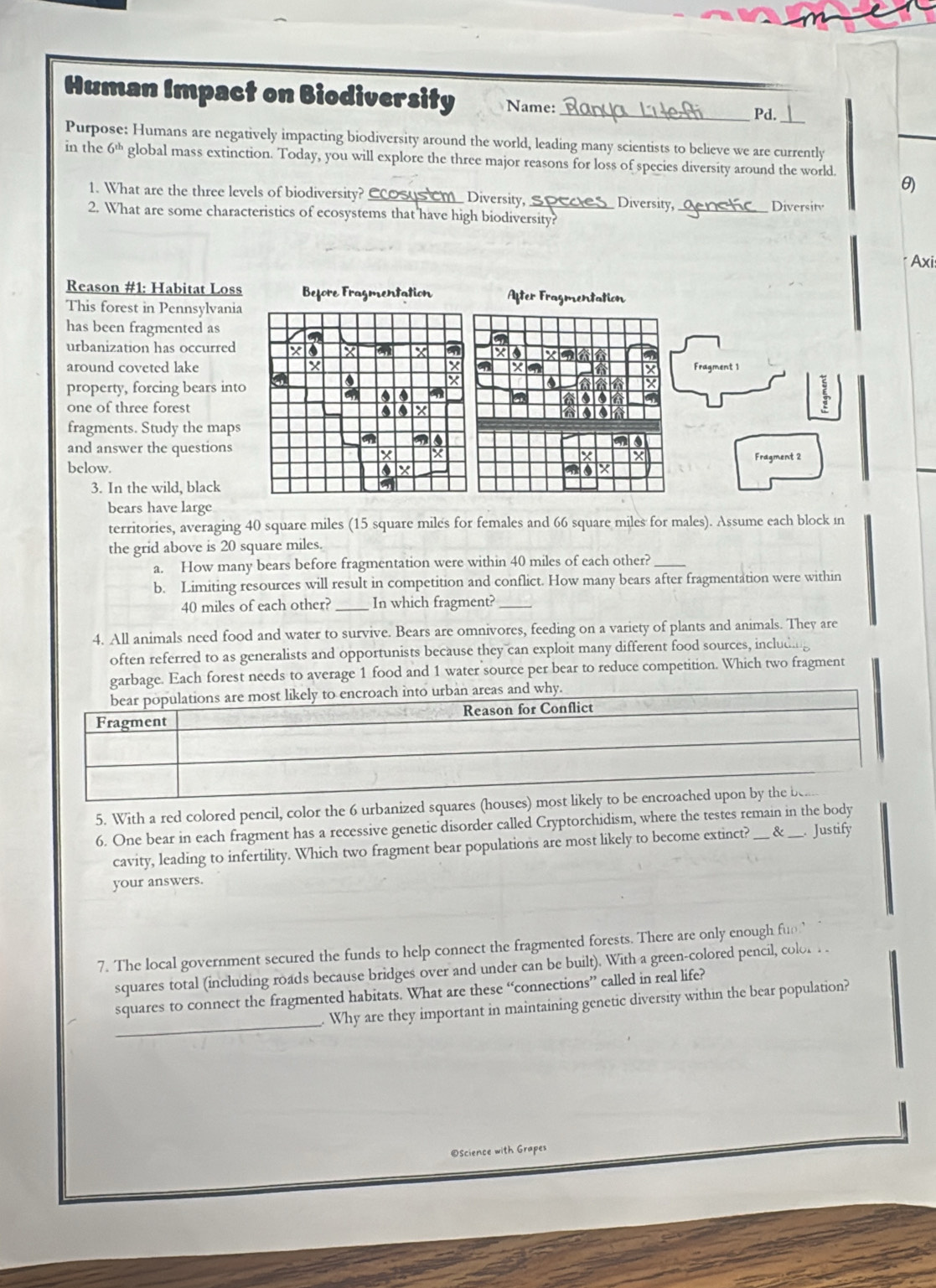 Human Impact on Biodiversity Name:_
Pd._
Purpose: Humans are negatively impacting biodiversity around the world, leading many scientists to believe we are currently
in the 6^(th) global mass extinction. Today, you will explore the three major reasons for loss of species diversity around the world.
θ)
1. What are the three levels of biodiversity? □_ Diversity, Diversity,_
Diversity
2. What are some characteristics of ecosystems that have high biodiversity?
Axi:
Reason #1: Habitat Loss Before Fragmentation Alter Fragmentation
This forest in Pennsylvania
has been fragmented as
urbanization has occurred X X  【 a
around coveted lake X a x Fragment 1
X
property, forcing bears into a
X
 x
of o
00
one of three forest X
n
fragments. Study the maps
and answer the questions
a a
o
X
X × Fragment 2
below. X
s ×
3. In the wild, black .
bears have large
territories, averaging 40 square miles (15 square miles for females and 66 square miles for males). Assume each block in
the grid above is 20 square miles.
a. How many bears before fragmentation were within 40 miles of each other?_
b. Limiting resources will result in competition and conflict. How many bears after fragmentation were within
40 miles of each other? _In which fragment?_
4. All animals need food and water to survive. Bears are omnivores, feeding on a variety of plants and animals. They are
often referred to as generalists and opportunists because they can exploit many different food sources, including
garbage. Each forest needs to average 1 food and 1 water source per bear to reduce competition. Which two fragment
h into urban areas and why.
5. With a red colored pencil, color the 6 urbanized squares (hou
6. One bear in each fragment has a recessive genetic disorder called Cryptorchidism, where the testes remain in the body
cavity, leading to infertility. Which two fragment bear populations are most likely to become extinct? &  Justify
your answers.
7. The local government secured the funds to help connect the fragmented forests. There are only enough fun 
squares total (including roads because bridges over and under can be built). With a green-colored pencil, color  .
squares to connect the fragmented habitats. What are these “connections” called in real life?
_Why are they important in maintaining genetic diversity within the bear population?
©Science with Grapes