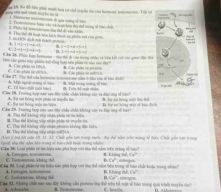 Tu 25. Sơ đồ bên phải minh hoạ cơ chế truyền tin của hormone testosterone. Trật tự 
cũng của quá trình truyền tin là 1. Hormone testosteronte đi qua màng tế bảo
2. Testosterone bám vào và hoạt hóa thụ thể trong tế bào chất
3. Phức hệ testosterone-thụ thể đi vào nhân.
4. Thụ thể đã hoạt hóa kích thích sự phiên mã của gene.
5. mARN dịch mã thành protein.
A. 1to 2to 3to 4to 5. B. 1to 2to 4to 3to 5
C. 2to 1to 3to 4to 5 D. 2to 1to 4to 3to 5
Câu 26. Phức hợp hormone - thụ thể đi vào trong nhân và liên kết với các gene đặc thù
làm các gene này phiên mã tổng hợp nên phân từ nào sau đây?
A. Các phân từ DNA. B. Các phân tử protein.
C. Các phân từ rRNA D. Các phân từ mRNA 
Cầu 27. Thụ thể của hormone testosterone nằm ở đầu của tế bảo đích?
A. Mặt ngoài màng tế bào.
C. Tế bào chất (nội bào). D. Trên bè mật nhân. B. Mặt trong màng tế bảo. 
Câu 28. Trường hợp nào sau đây chắc chẩn không xây ra đáp ứng tế bào?
A. Sự sai hóng một phân từ truyền tin.
C. Sự sai hóng một tín hiệu. D. Sự sai hông một tế bào đích B. Sự sai hóng một thụ thể
Câu 29. Trường hợp nào sau đây chắc chấn không xây ra đáp ứng tế bào?
A. Thụ thể không tiếp nhận phân tứ tín hiệu.
B. Thụ thể không tiếp nhận phân tử truyền tin.
C. Thụ thể không tiếp nhận protein không đặc hiệu
D. Thụ thể không tiếp nhận mRNA.
(Gợi ý trá lời cầu 30, 31, 32: Chất gắn tan trong nước: thụ thể nằm trên màng tế bào, Chất gần tan trong
lipid: thụ thể nằm bên trong tế bào chất hoặc trong nhân).
Câu 30. Loại phân tử tín hiệu nào phù hợp với thụ thể nằm trên màng tế bảo?
A. Estrogen, testosterone. B. Kháng thể, Ca^(2+).
C. Testosterone, kháng thể. D. Ca^(2+) , estrogen.
Câu 31. Loại phân tử tin hiệu nào phù hợp với thụ thể nằm bên trong tế bào chất hoặc trong nhân?
A. Estrogen, testosterone. B. Kháng thể, Ca^(2+)
C. Testosterone, kháng thể. D. Ca^(2+) , estrogen.
Câu 32. Những chất nào sau đây không cần protein thụ thể trên bề mặt tế bào trong quá trình truyền tiìn?
A. Adrenalin. B. Testosterone. C. Insulin. D. Aldosteron