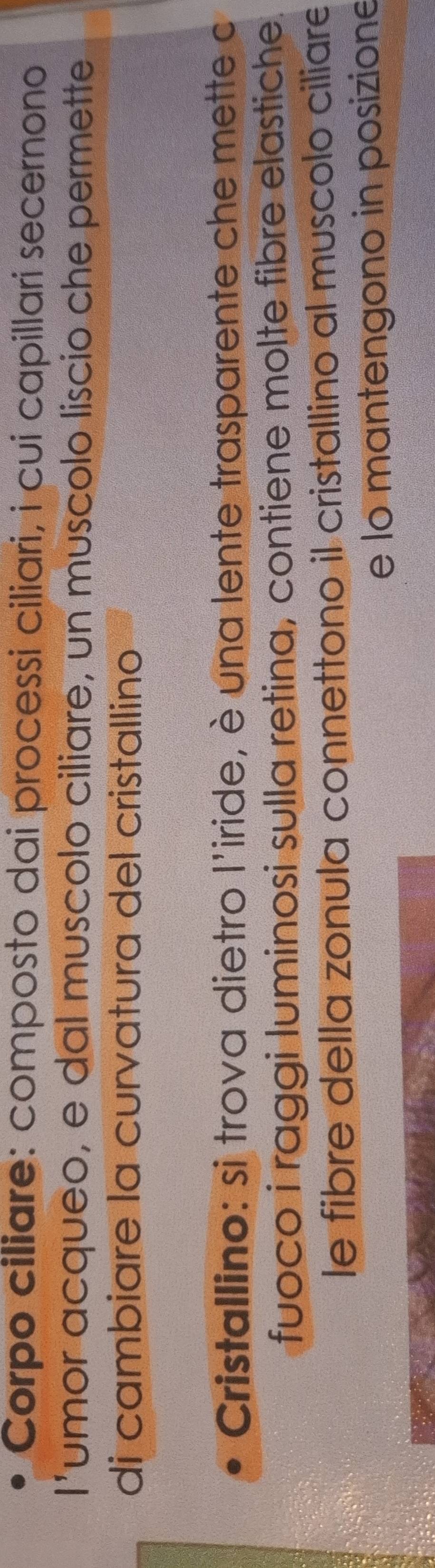 Corpo ciliare: composto dai processi ciliari, i cui capillari secernono 
l'umor acqueo, e dal muscolo ciliare, un muscolo liscio che permette 
di cambiare la curvatura del cristallino 
Cristallino: si trova dietro l'iride, è una lente trasparente che mette c 
fuoco i raggi luminosi sulla retina, contiene molte fibre elastiche. 
le fibre della zonula connettono il cristallino al muscolo ciliare 
e lo mantengono in posizione