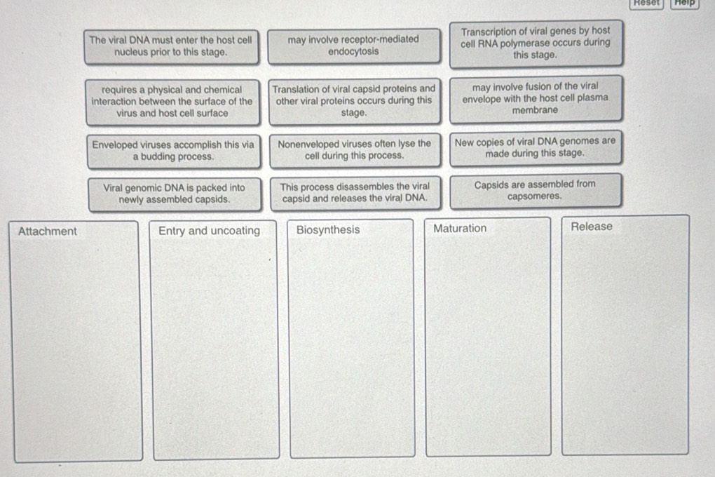 Reset Help 
Transcription of viral genes by host 
The viral DNA must enter the host cell may involve receptor-mediated cell RNA polymerase occurs during 
nucleus prior to this stage. endocytosis this stage. 
requires a physical and chemical Translation of viral capsid proteins and may involve fusion of the viral 
interaction between the surface of the other viral proteins occurs during this envelope with the host cell plasma 
virus and host cell surface stage. membrane 
Enveloped viruses accomplish this via Nonenveloped viruses often lyse the New copies of viral DNA genomes are 
a budding process. cell during this process. made during this stage. 
Viral genomic DNA is packed into This process disassembles the viral Capsids are assembled from 
newly assembled capsids. capsid and releases the viral DNA. capsomeres. 
Attachment Entry and uncoating Biosynthesis Maturation Release