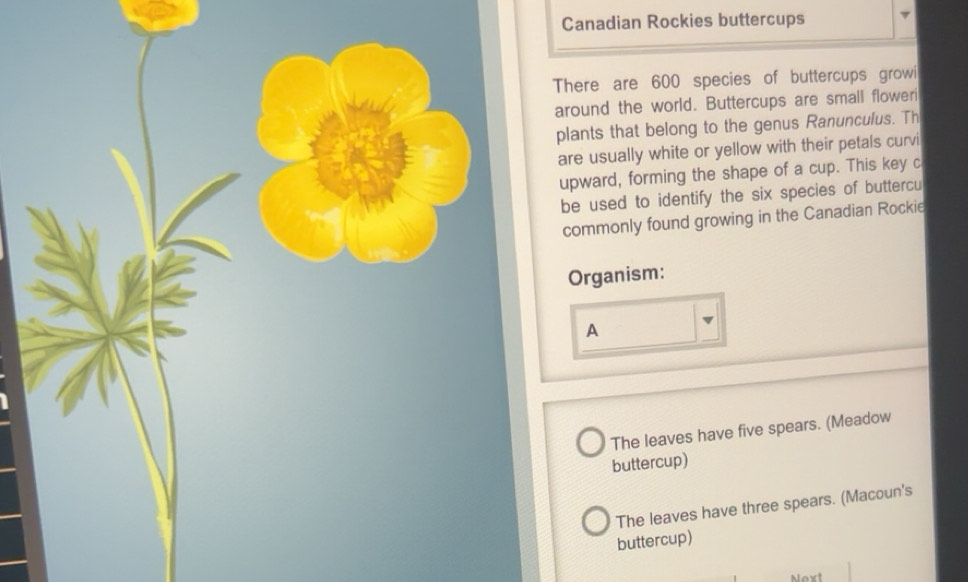 Solved: Canadian Rockies buttercups There are 600 species of buttercups ...