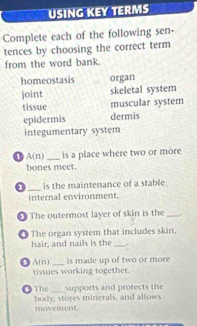 USING KEY TERMS
Complete each of the following sen-
tences by choosing the correct term 
from the word bank.
homeostasis organ
joint skeletal system
tissue muscular system
epidermis dermis
integumentary system
0 A(n) _is a place where two or more
bones meet.
a _is the maintenance of a stable .
internal environment.
The outermost layer of skin is the _.
The organ system that includes skin,
hair, and nails is the _.
0 A(n _is made up of two or more
tissues working together.
6 The _supports and protects the
body, stores minerals, and allows
movement.