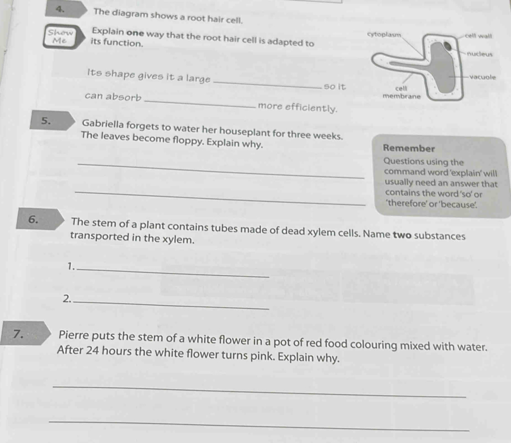 The diagram shows a root hair cell. 
Show Explain one way that the root hair cell is adapted to 
Me its function. 
Its shape gives it a large _so it 
can absorb _more efficiently. 
5. Gabriella forgets to water her houseplant for three weeks. 
The leaves become floppy. Explain why. Remember 
_Questions using the 
command word 'explain' will 
_ 
usually need an answer that 
contains the word ‘so’ or 
‘therefore’ or ‘because’. 
6. The stem of a plant contains tubes made of dead xylem cells. Name two substances 
transported in the xylem. 
1._ 
2._ 
7. Pierre puts the stem of a white flower in a pot of red food colouring mixed with water. 
After 24 hours the white flower turns pink. Explain why. 
_ 
_