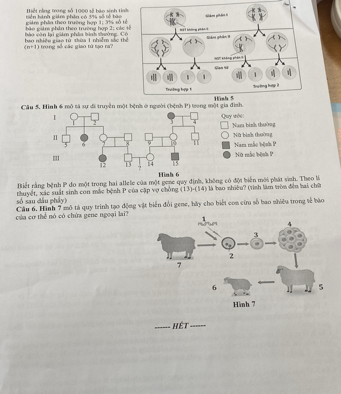 Biết rằng trong số 1000 tế bào sinh tinh
tiến hành giảm phân có 5% số tế bào 
giảm phân theo trường hợp 1;3% số tế
bào giảm phần theo trường hợp 2; các t
bào còn lại giảm phân bình thường. Có
bao nhiều giao tử thừa 1 nhiễm sắc thể
(n+1) trong số các giao tử tạo ra?
Câu 5. Hình 6 mô tả sự di truyền một
Quy ước:
Nam bình thường
Nữ bình thường
Nam mắc bệnh P
Nữ mắc bệnh P
Hình 6
Biết rằng bệnh P do một trong hai allele của một gene quy định, không có đột biến mới phát sinh. Theo lí
thuyết, xác suất sinh con mắc bệnh P của cặp vợ chồng (13)-(14) là bao nhiêu? (tính làm tròn đến hai chữ
số sau dấu phầy)
Câu 6. Hình 7 mô tả quy trình tạo động vật biến đổi gene, hãy cho biết con cừu số bao nhiêu trong tế bào
của cơ thể nó có chứa gene ngoại lai?
_Hết_