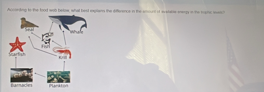 According to the food web below, what best explains the difference in the amount of available energy in the trophic levels?