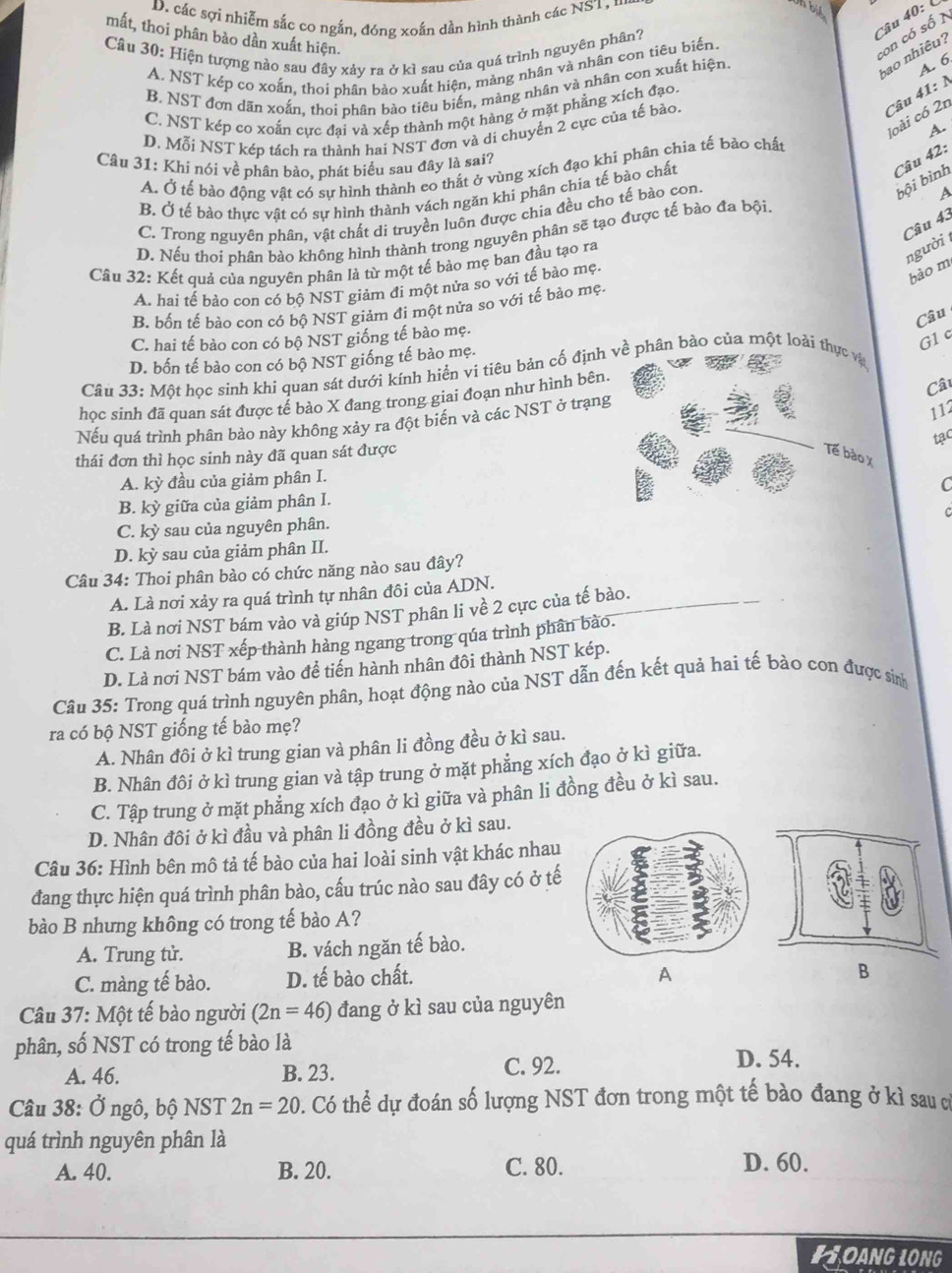 D. các sợi nhiễm sắc co ngắn, đóng xoắn dần hình thành các NST, 1
a bié
Câu 40: 
mất, thoi phân bào dần xuất hiện. con có số 
Câu 30: Hiện tượng nào sau đây xảy ra ở kì sau của quá trình nguyên phân?
bao nhiêu?
A. NST kép co xoắn, thoi phân bào xuất hiện, màng nhân và nhân con tiêu biến.
B. NST đơn dãn xoắn, thoi phân bào tiêu biến, màng nhân và nhân con xuất hiện.
A. 6
Câu 41: N
C. NST kép co xoắn cực đai và xếp thành một hàng ở mặt phẳng xích đạo.
Joài có 2n
A.
D. Mỗi NST kép tách ra thành hai NST đơn và di chuyển 2 cực của tế bào.
Câu 42:
Câu 31: Khí nói về phân bào, phát biểu sau đây là sai?
A. Ở tế bào động vật có sư hình thành eo thắt ở vùng xích đạo khi phân chia tế bảo chất
bội bình
B. Ở tế bào thực vật có sự hình thành vách ngăn khi phân chia tế bào chất
C. Trong nguyên phân, vật chất di truyền luôn được chia đều cho tế bào con.
Câu 43
D. Nếu thoi phân bào không hình thành trong nguyên phân sẽ tạo được tế bào đa bội A
Câu 32: Kết quả của nguyên phân là từ một tế bảo mẹ ban đầu tạo ra
người 
A. hai tế bào con có bộ NST giảm đi một nửa so với tế bào mẹ.
bào m
B. bốn tế bào con có bộ NST giảm đi một nửa so với tế bào mẹ.
Câu
C. hai tế bào con có bộ NST giống tế bào mẹ.
G1 c
D. bốn tế bào con có bộ NST giống tế bào mẹ.
Câu 33: Một học sinh khi quan sát dưới kính hiển vi tiêu bản cố định về phân bào của một loài thực vậ
học sinh đã quan sát được tế bào X đang trong giai đoạn như hình bên.
Câu
Nếu quá trình phân bào này khồng xảy ra đột biến và các NST ở trạng
112
tạc
thái đơn thì học sinh này đã quan sát được Tế bào x
A. kỳ đầu của giảm phân I.
C
B. kỳ giữa của giảm phân I.
C. kỳ sau của nguyên phân.
D. kỳ sau của giảm phân II.
Câu 34: Thoi phân bào có chức năng nào sau đây?
A. Là nơi xảy ra quá trình tự nhân đôi của ADN.
B. Là nơi NST bám vào và giúp NST phân li về 2 cực của tế bào.
C. Là nơi NST xếp thành hàng ngang trong qúa trình phân bào.
D. Là nơi NST bám vào đề tiến hành nhân đôi thành NST kép.
Câu 35: Trong quá trình nguyên phân, hoạt động nào của NST dẫn đến kết quả hai tế bào con được sinh
ra có bộ NST giống tế bào mẹ?
A. Nhân đôi ở kì trung gian và phân li đồng đều ở kì sau.
B. Nhân đôi ở kì trung gian và tập trung ở mặt phẳng xích đạo ở kì giữa.
C. Tập trung ở mặt phẳng xích đạo ở kì giữa và phân li đồng đều ở kì sau.
D. Nhân đồi ở kì đầu và phân li đồng đều ở kì sau.
Câu 36: Hình bên mô tả tế bào của hai loài sinh vật khác nhau
đang thực hiện quá trình phân bào, cấu trúc nào sau đây có ở tế
bào B nhưng không có trong tế bào A?
A. Trung tử. B. vách ngăn tế bào.
C. màng tế bào. D. tế bào chất. A
B
Câu 37: Một tế bào người (2n=46) đang ở kì sau của nguyên
phân, số NST có trong tế bào là
A. 46. B. 23. C. 92.
D. 54.
Câu 38: Ở ngô, bộ NST 2n=20. Có thể dự đoán số lượng NST đơn trong một tế bào đang ở kì sau c
quá trình nguyên phân là
A. 40. B. 20. C. 80. D. 60.
HOANG LONG