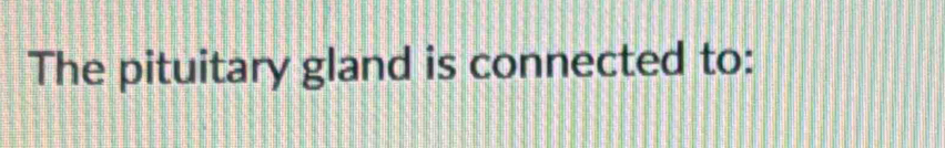 The pituitary gland is connected to: