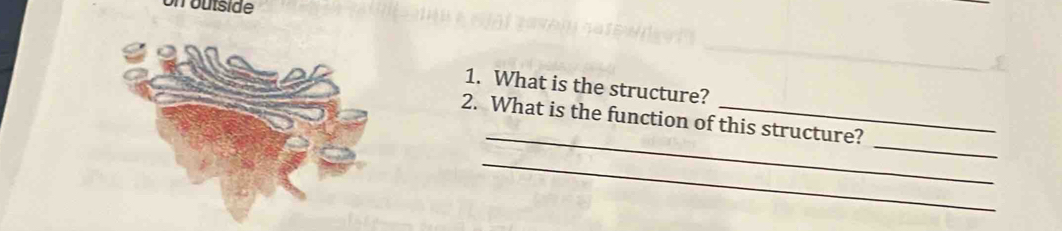 on outside 
_ 
1. What is the structure? 
_ 
_ 
2. What is the function of this structure? 
_