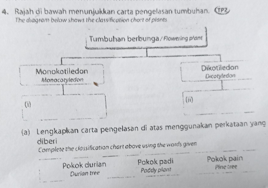 Rajah di bawah menunjukkan carta pengelasan tumbuhan. 1
The diagram below shows the classification chort of plants
Tumbuhan berbunga / Flowering plant
Monokotiledon Dikotiledon
Monocoryledon Dicotyledon
_
(ii)
(i)
_
_
(a) Lengkapkan carta pengelasan di atas menggunakan perkataan yang
diberi
_
_
Complete the classification chart above using the words given_
_Pokok durian Pokok padi Pokok pain
Durian tree Paddy plant
Pine tree
_