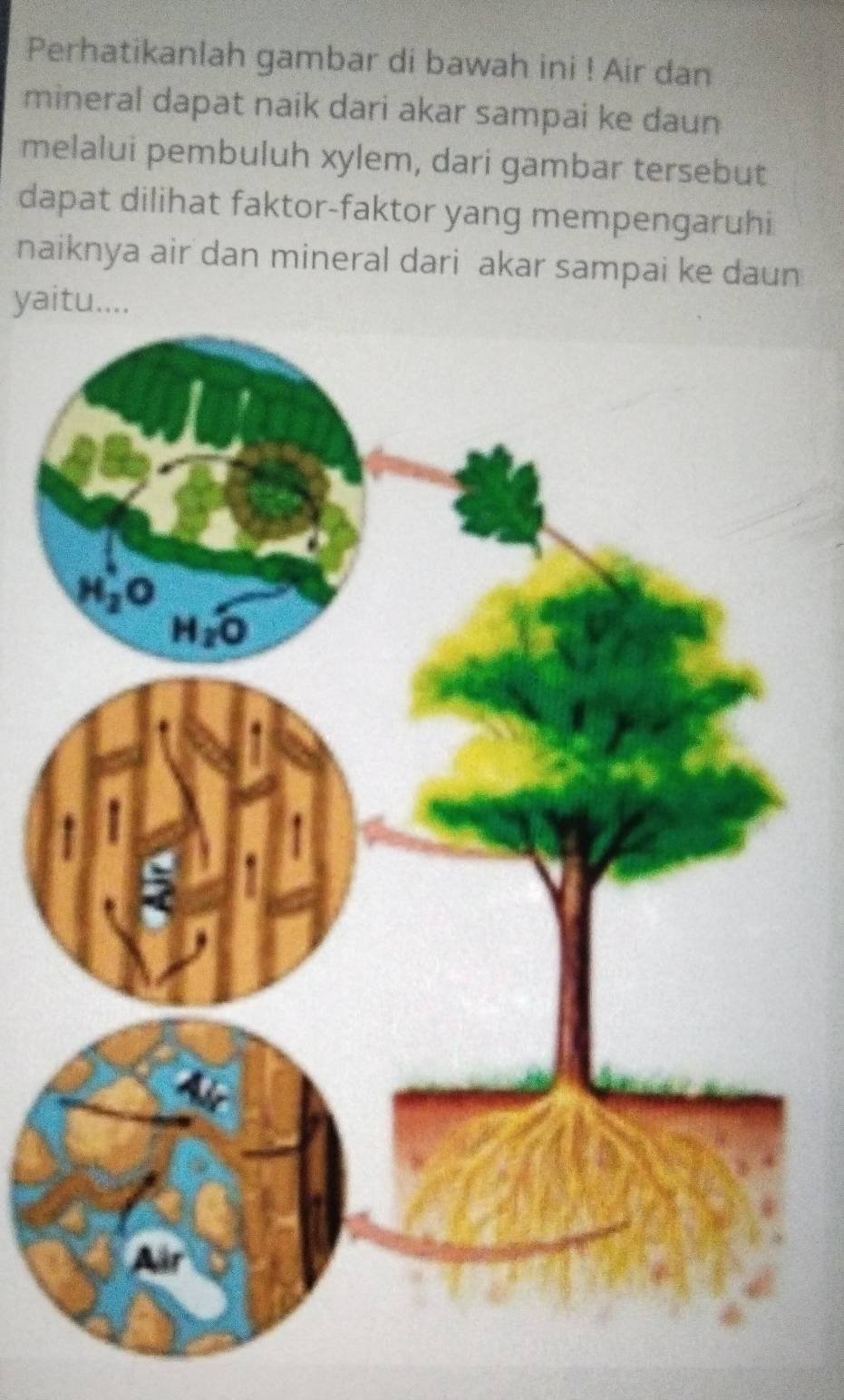 Perhatikanlah gambar di bawah ini ! Air dan
mineral dapat naik dari akar sampai ke daun
melalui pembuluh xylem, dari gambar tersebut
dapat dilihat faktor-faktor yang mempengaruhi
naiknya air dan mineral dari akar sampai ke daun
yaitu....