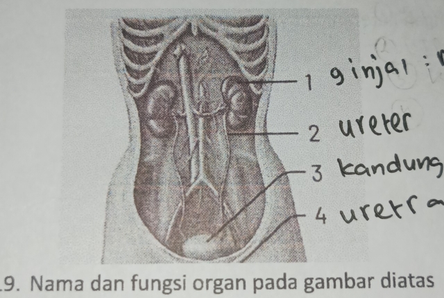 Nama dan fungsi organ pada gambar diatas