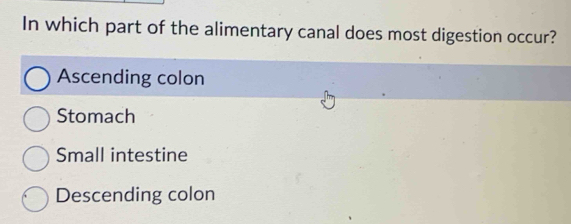 In which part of the alimentary canal does most digestion occur?
Ascending colon
Stomach
Small intestine
Descending colon