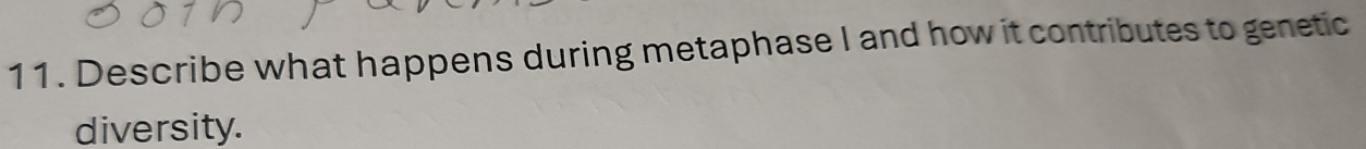 Describe what happens during metaphase I and how it contributes to genetic 
diversity.