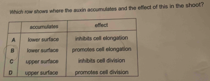 Which row shows where the auxin accumulates and the effect of this in the shoot?