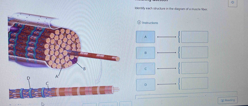 Solved: Identify each structure in the diagram of a muscle fiber ...