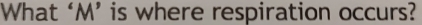 What ‘M’ is where respiration occurs?