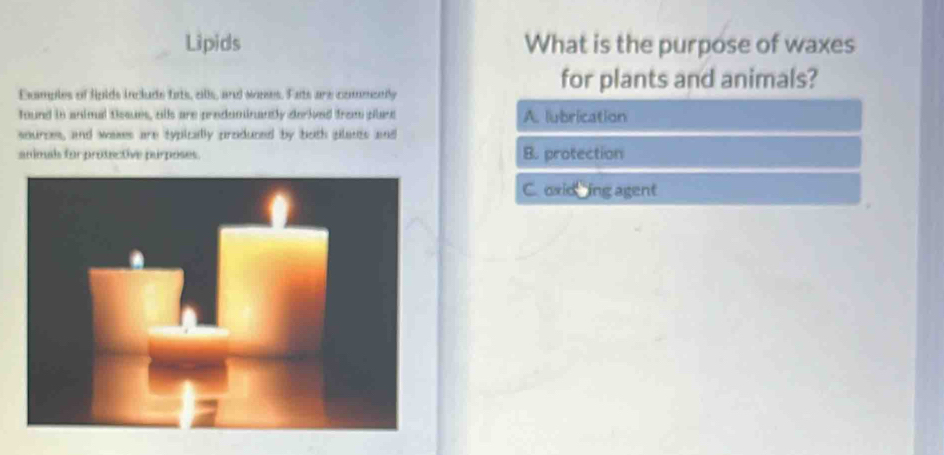 Lipids What is the purpose of waxes
Examples of lipids include fats, ells, and weses. Fats are commently
for plants and animals?
found in animal tissues, alls are preduminantly derived from plare A. lubrication
sources, and wases are typically produced by both plants and
animals for prosective purposes. B. protection
C. oxiding agent