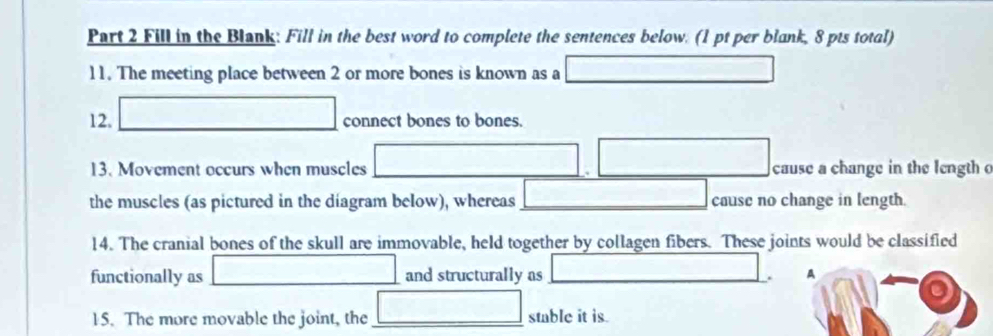 Fill in the Blank: Fill in the best word to complete the sentences below. (1 pt per blank, 8 pts total) 
11. The meeting place between 2 or more bones is known as a □
12. □ connect bones to bones. 
13. Movement occurs when muscles □ □ cause a change in the length o 
the muscles (as pictured in the diagram below), whereas □ cause no change in length. 
14. The cranial bones of the skull are immovable, held together by collagen fibers. These joints would be classified 
functionally as □ and structurally as | . A 
15. The more movable the joint, the □ stable it is.