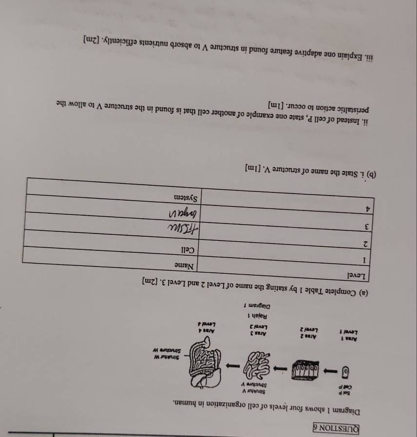 Diagram 1 shows four levels of cell organization in human. 
(a) Complete Table 1 by stating the 
name of structure V. [1m] 
ii. Instead of cell P, state one example of another cell that is found in the structure V to allow the 
peristaltic action to occur. [1m] 
iii. Explain one adaptive feature found in structure V to absorb nutrients efficiently. [2m]