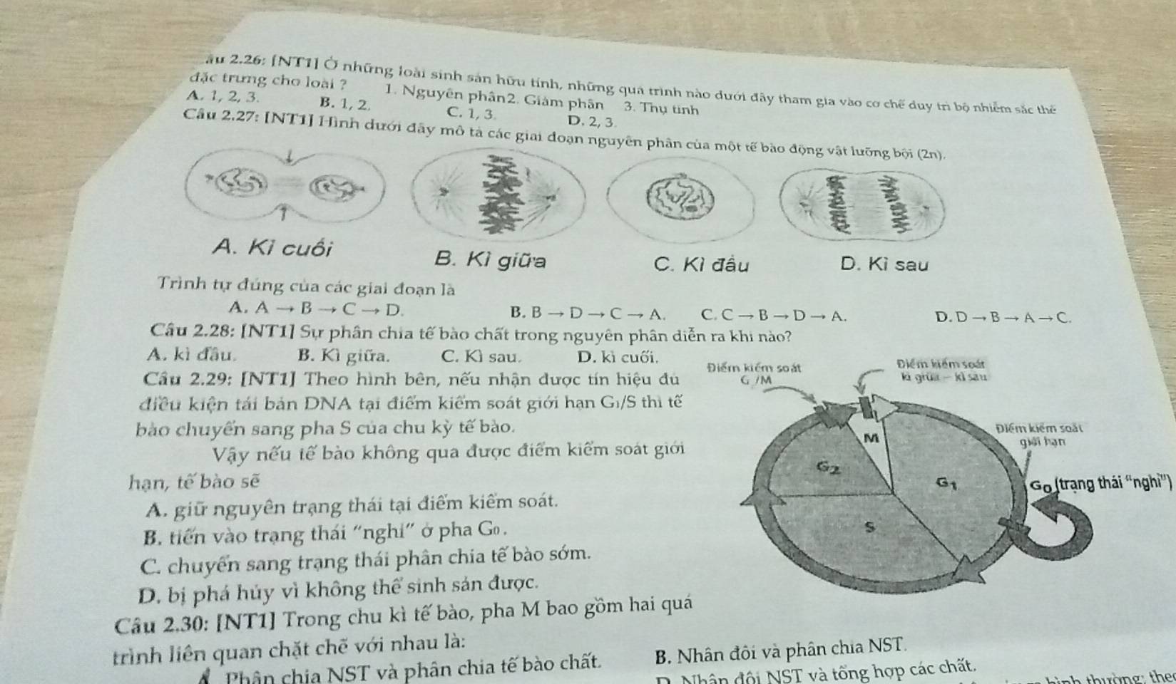 ầu 2.26: [NT1] Ở những loài sinh sản hữu tính, những quả trình nào dưới đây tham gia vào cơ chế duy trì bộ nhiễm sắc thể
đặc trưng cho loài ? 1. Nguyên phân2. Giám phân 3. Thụ tinh
A. 1, 2, 3 B. 1, 2 C. 1, 3 D. 2, 3.
Câu 2.27: [NT1] Hình dưới đây mô tả các giai đoạn nguyên phân của một tế bào động vật lưỡng bội (2n).
A. Ki cuối
B. Kì giữa C. Kì đầu D. Kì sau
Trình tự đúng của các giai đoạn là
A. Ato Bto Cto D.
B. Bto Dto Cto A C. Cto Bto Dto A. D. Dto Bto Ato C.
Câu 2.28: [NT1] Sự phân chia tế bào chất trong nguyên phân diễn ra khi nào?
A. kì đầu. B. Kì giữa. C. Kì sau. D. kì cuối.
Cầu 2.29: [NT1] Theo hình bên, nếu nhận được tín hiệu đủ
điều kiện tái bản DNA tại điểm kiểm soát giới hạn G_1/S thi tê
bào chuyến sang pha S của chu kỳ tế bào.
Vậy nếu tế bào không qua được điểm kiểm soát giới
hạn, tế bào sẽ i“nghi”)
A. giữ nguyên trạng thái tại điểm kiểm soát.
B. tiến vào trạng thái “nghi” ở pha Go .
C. chuyển sang trạng thái phân chia tế bào sớm.
D. bị phá hủy vì không thể sinh sản được.
Câu 2.30: [NT1] Trong chu kì tế bào, pha M bao gồm hai qu
trình liên quan chặt chế với nhau là:
Phân chịa NST và phân chia tế bào chất. B. Nhân đôi và phân chia NST.
Nhân đội NST và tổng hợp các chất,