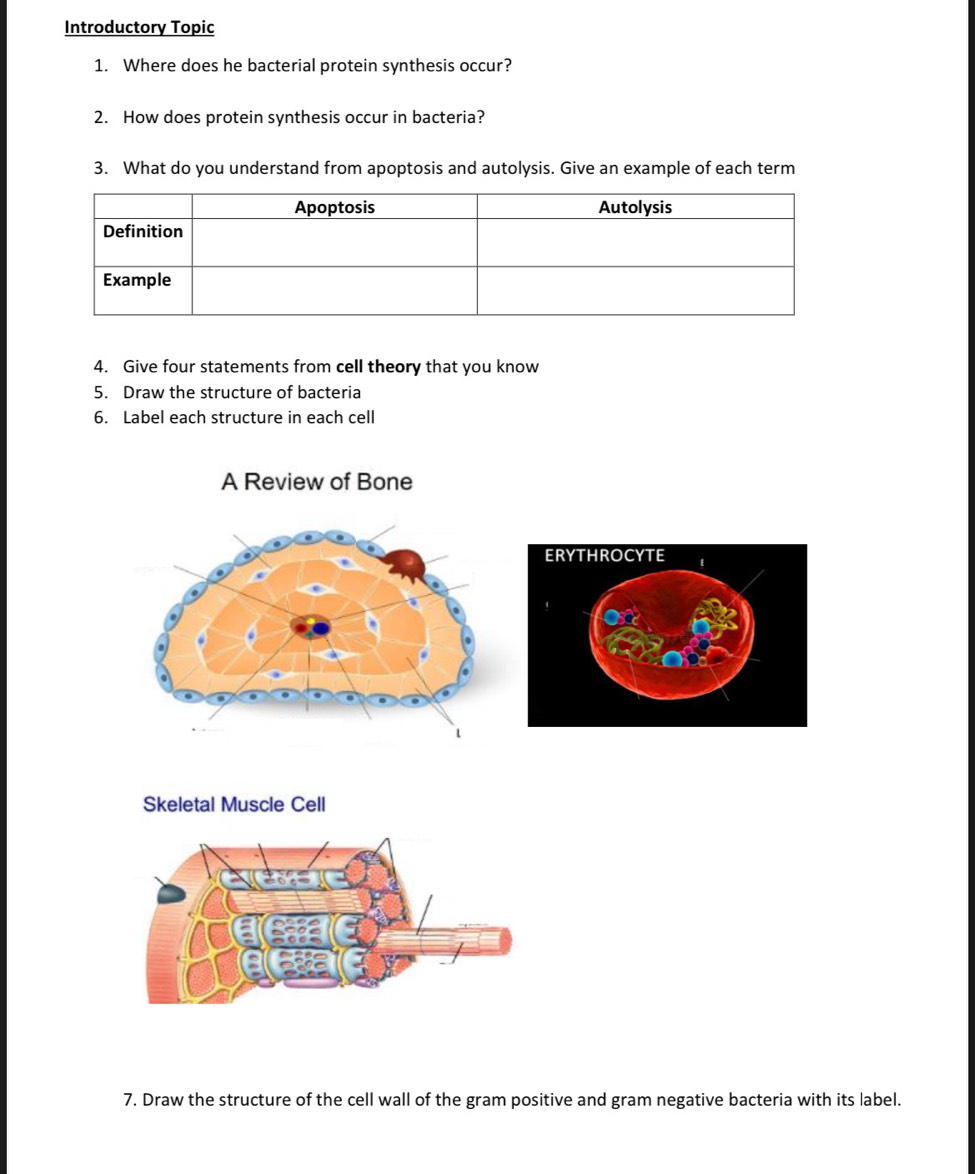 Introductory Topic 
1. Where does he bacterial protein synthesis occur? 
2. How does protein synthesis occur in bacteria? 
3. What do you understand from apoptosis and autolysis. Give an example of each term 
4. Give four statements from cell theory that you know 
5. Draw the structure of bacteria 
6. Label each structure in each cell 
A Review of Bone 
Skeletal Muscle Cell 
7. Draw the structure of the cell wall of the gram positive and gram negative bacteria with its label.