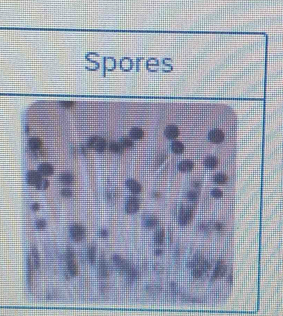 Spores