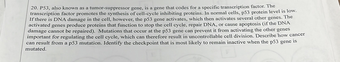 P53, also known as a tumor-suppressor gene, is a gene that codes for a specific transcription factor. The 
transcription factor promotes the synthesis of cell-cycle inhibiting proteins. In normal cells, p53 protein level is low. 
If there is DNA damage in the cell, however, the p53 gene activates, which then activates several other genes. The 
activated genes produce proteins that function to stop the cell cycle, repair DNA, or cause apoptosis (if the DNA 
damage cannot be repaired). Mutations that occur at the p53 gene can prevent it from activating the other genes 
important for regulating the cell cycle, which can therefore result in uncontrollable cell division. Describe how cancer 
can result from a p53 mutation. Identify the checkpoint that is most likely to remain inactive when the p53 gene is 
mutated.