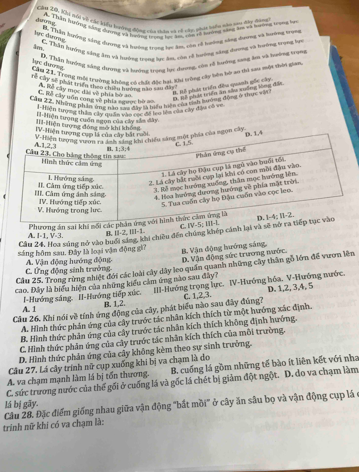 Khi nói về các kiểu hướng động của thân và rễ cây, phát biểu nào sau đây đủng?
A. Thân hướng sáng dương và hướng trọng lực âm, còn rễ hướng sáng âm và hướng trọng lực
dương.
Ar
B. Thân hướng sáng dương và hướng trọng lực âm, còn rễ hướng săng dương và hướng trọng
lực dương. C. Thân hướng sáng âm và hướng trọng lực âm, còn rễ hướng săng đương và hướng trọng lực
âm.
D. Thân hướng sáng dương và hướng trọng lực dương, còn rễ hướng sang âm và hướng trọng
lực dương.
Câu 21. Trong môi trường không có chất độc hại. Khi trồng cây bên bờ ao thì sau một thời gian,
rễ cây sẽ phát triển theo chiều hưởng nào sau đây?
A. Rễ cây mọc dài về phía bờ ao.
B. Rễ phát triển đều quanh gốc cây.
C. Rễ cây uốn cong về phía ngược bờ ao.
D. Rễ phát triển ăn sâu xuống lòng đất.
Câu 22. Những phản ứng nào sau đây là biểu hiện của tính hướng động ở thực vật?
I-Hiện tượng thân cây quấn vào cọc để leo lên của cây đậu cô ve.
II-Hiện tưọng cuốn ngọn của cây sắn dây.
III-Hiện tượng đóng mở khí khổng.
IV-Hiện tượngồi.. 1,4
của ngọn cây.
Phương án sai khi nối cá
Câu 24. Hoa súng nở vào buổi sáng, khi chiều đến chúng khép cánh lại và sẽ
A. I-1, V-3.
B. II-2, III-1. C. 
sáng hôm sau. Đây là loại vận động gì?
B. Vận động hướng sáng,
A. Vận động hướng động.
D. Vận động sức trương nước.
Câu 25. Trong rừng nhiệt đới các loài cây dây leo quấn quanh những cây thân gỗ lớn để vươn lên
C. Ứng động sinh trưởng.
cao. Đây là biểu hiện của những kiểu cảm ứng nào sau đây?
I-Hướng sáng. II-Hướng tiếp xúc. III-Hướng trọng lực. IV-Hướng hóa. V-Hướng nước.
A. 1 B. 1,2. C. 1,2,3. D. 1,2, 3,4, 5
Câu 26. Khi nói về tính ứng động của cây, phát biểu nào sau đây đúng?
A. Hình thức phản ứng của cây trước tác nhân kích thích từ một hướng xác định.
B. Hình thức phản ứng của cây trước tác nhân kích thích không định hướng.
C. Hình thức phản ứng của cây trước tác nhân kích thích của môi trường.
D. Hình thức phản ứng của cây không kèm theo sự sinh trưởng.
Câu 27. Lá cây trinh nữ cụp xuống khi bị va chạm là do
A. va chạm mạnh làm lá bị tổn thương. B. cuống lá gồm những tế bào ít liên kết với nha
C. sức trương nước của thể gối ở cuống lá và gốc lá chét bị giảm đột ngột. D. do va chạm làm
lá bị gãy.
Câu 28. Đặc điểm giống nhau giữa vận động “bắt mồi” ở cây ăn sâu bọ và vận động cụp lá ở
trinh nữ khi có va chạm là: