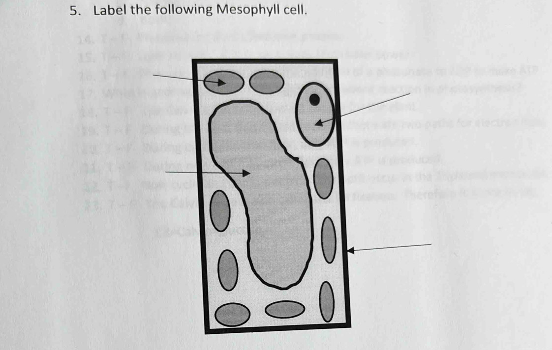 Label the following Mesophyll cell.