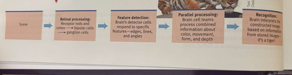 ξ 
Retinal processing: Feature detection: Parallel processing: 
Recognition: 
Brain cell teams Brain interprets the 
Scene Receptor rods and Brain's detector cells process combined 
respond to specific 
constructed image 
cones bipolar cells features— edges, lines, information about based on information 
ganglion cells color, movement, 
from stored images-- 
and angles form, and depth it's a tiger!