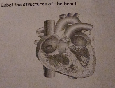 Label the structures of the heart