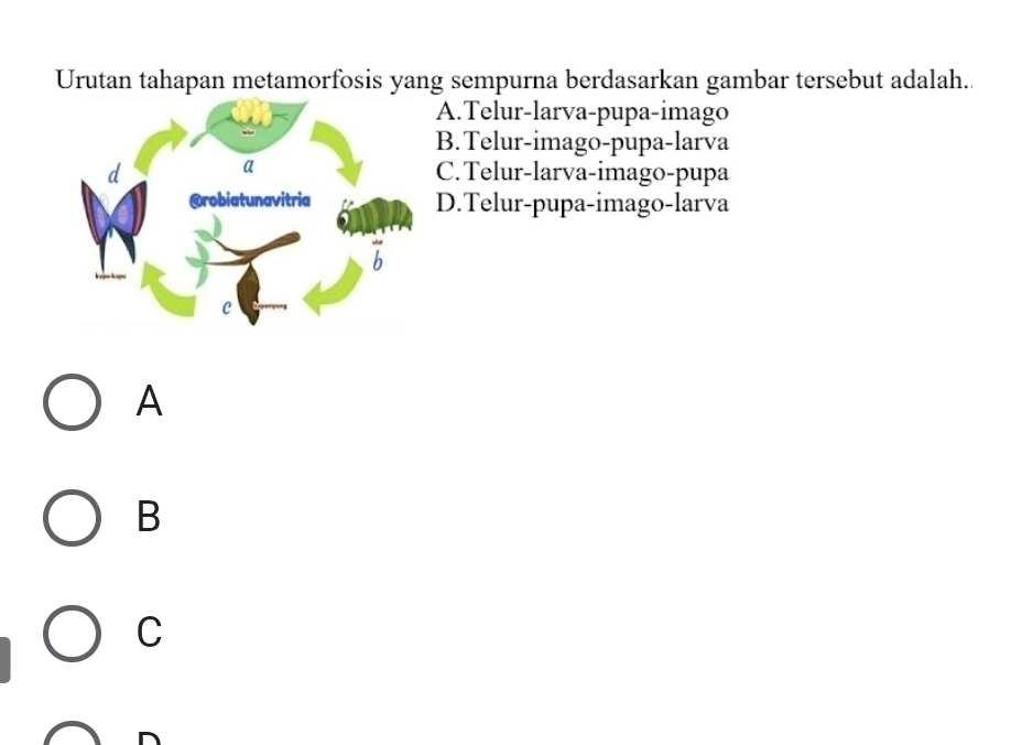 Urutan tahapan metamorfosis yang sempurna berdasarkan gambar tersebut adalah.
A.Telur-larva-pupa-imago
B. Telur-imago-pupa-larva
C. Telur-larva-imago-pupa
D.Telur-pupa-imago-larva
A
B
C