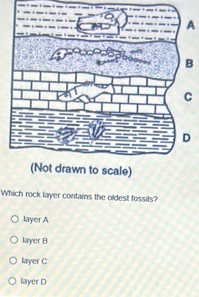 A
B
Which rock layer contains the oldest fossils?
layer A
layer B
layer C
layer D