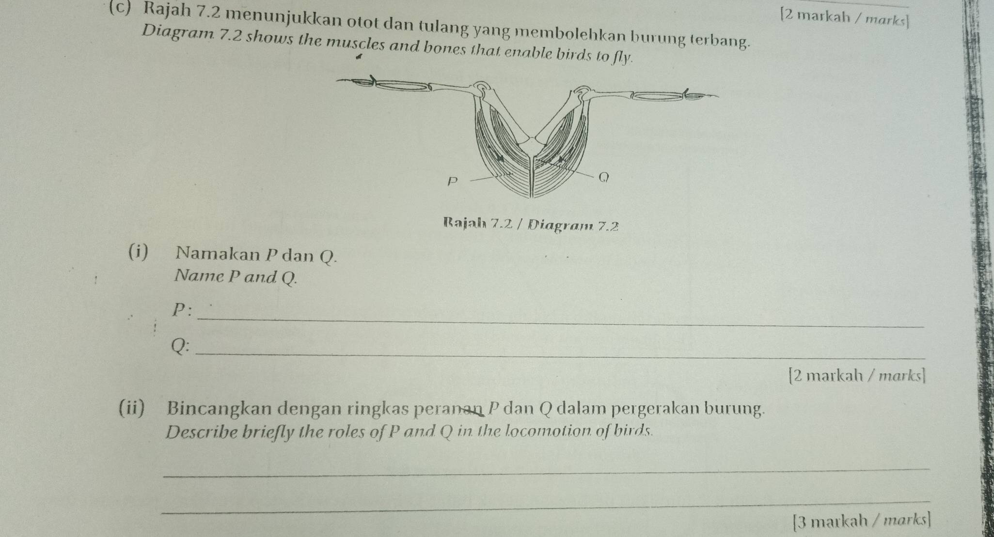 [2 markah / marks] 
(c) Rajah 7.2 menunjukkan otot dan tulang yang membolehkan burung terbang. 
Diagram 7.2 shows the muscles and bones that enable birds to fly. 
Bajah 7.2 / Diagram 7.2 
(i) Namakan P dan Q. 
Name P and Q. 
_
P :
Q :_ 
[2 markah / marks] 
(ii) Bincangkan dengan ringkas peranan P dan Q dalam pergerakan burung. 
Describe briefly the roles of P and Q in the locomotion of birds. 
_ 
_ 
[3 markah / marks]