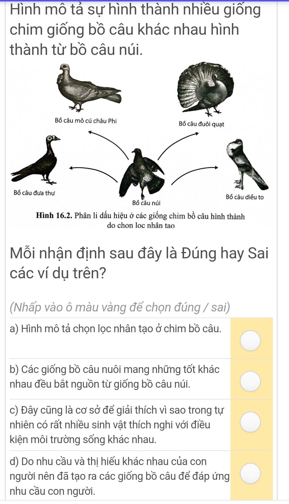 Hình mô tả sự hình thành nhiều giống
chim giống bồ câu khác nhau hình
thành từ bồ câu núi.
Hình 16.2. Phân li dấu hiệu ở các giống chim bồ câu hình thành
do chon loc nhân tao
Mỗi nhận định sau đây là Đúng hay Sai
các ví dụ trên?
(Nhấp vào ô màu vàng để chọn đúng / sai)
a) Hình mô tả chọn lọc nhân tạo ở chim bồ câu.
b) Các giống bồ câu nuôi mang những tốt khác
nhau đều bắt nguồn từ giống bồ câu núi.
c) Đây cũng là cơ sở để giải thích vì sao trong tự
nhiên có rất nhiều sinh vật thích nghi với điều
kiện môi trường sống khác nhau.
d) Do nhu cầu và thị hiếu khác nhau của con
người nên đã tạo ra các giống bồ câu để đáp ứng
nhu cầu con người.