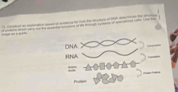 Construct an explanation based on evidence for how the structure of DHA defermanes the stracturs 
of proteins which carry out the assential functions of life through systams of speciatized calls. (se the 
image as a guide.