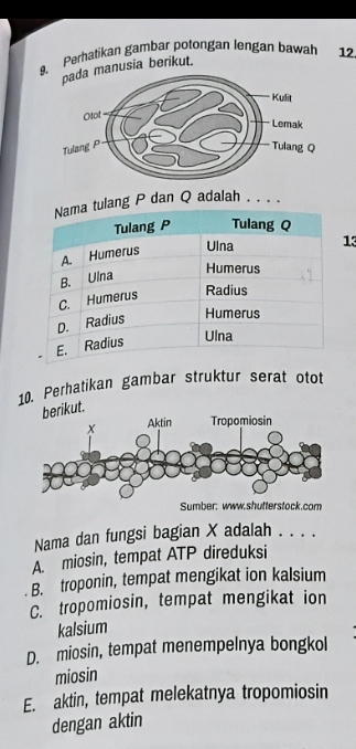 Perhatikan gambar potongan lengan bawah 12
manusia berikut.
ulang P dan Q adalah ....
13
10. Perhatikan gambar struktur serat otot
kut.
Sumber: www.shutterstock.com
Nama dan fungsi bagian X adalah . . . .
A. miosin, tempat ATP direduksi
B. troponin, tempat mengikat ion kalsium
C. tropomiosin, tempat mengikat ion
kalsium
D. miosin, tempat menempelnya bongkol
miosin
E. aktin, tempat melekatnya tropomiosin
dengan aktin