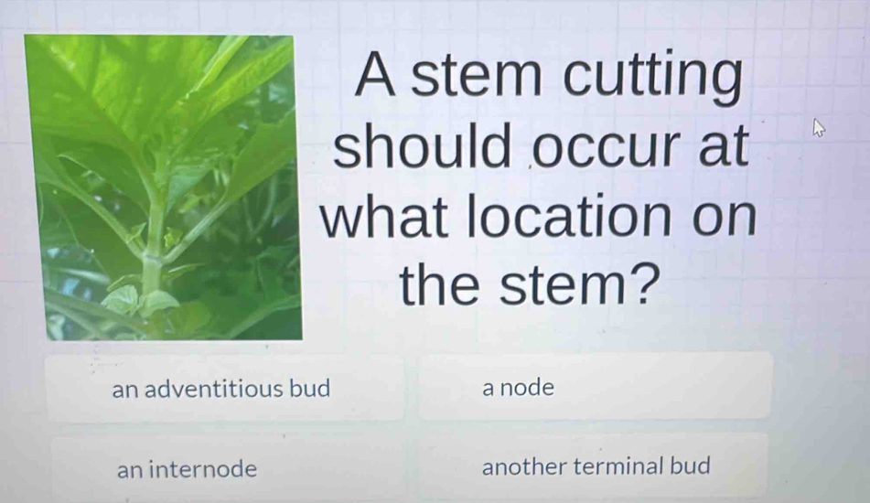 A stem cutting
should occur at
what location on
the stem?
an adventitious bud a node
an internode another terminal bud