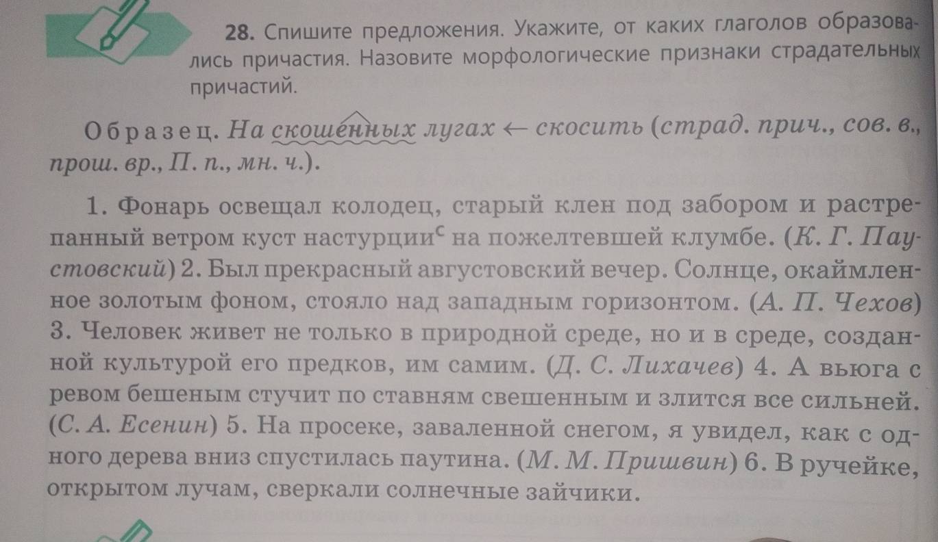 Слишите πредложения. Укажите, от каких глаголов образова
лись πричастия. Назовите морфологические признаки страдательнь
пичастий.
Обр аз е ц. Наскошέнных лугах ← скосить (страд. прич., сов. в.,
ηрош. вр., П. n., мн. ч.).
1. Фонарь освешал колодец, старый клен πод забором и растре-
панный ветром куст настурцииό на пожелтевшей клумбе. (К. Γ. Пαу-
стовский) 2. Был прекрасный августовский вечер. Солнце, окаймлен-
ное золотым фоном, стояло над западным горизонтом. (А. П. чехов)
3. Неловек живет не только вприродной среде, но и в среде, создан-
ной культурой его предкове им самим. (Д. С. Лихαψевη 4. А вьюга с
ревом бешеным стучит по ставням свешенным и злится все сильней.
(C. А. Εсенин) 5. На просеке, заваленной снегом, я увидел, как с од-
ного дерева вниз спустилась паутина. (М. М. Пришвин) 6. В ручейке,
открытом лучам, сверкали солнечные зайчики.