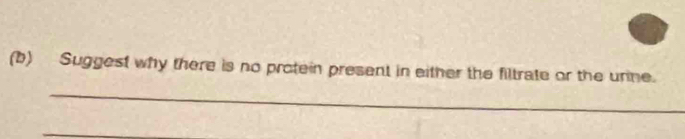 Suggest why there is no protein present in either the filtrate or the urne. 
_