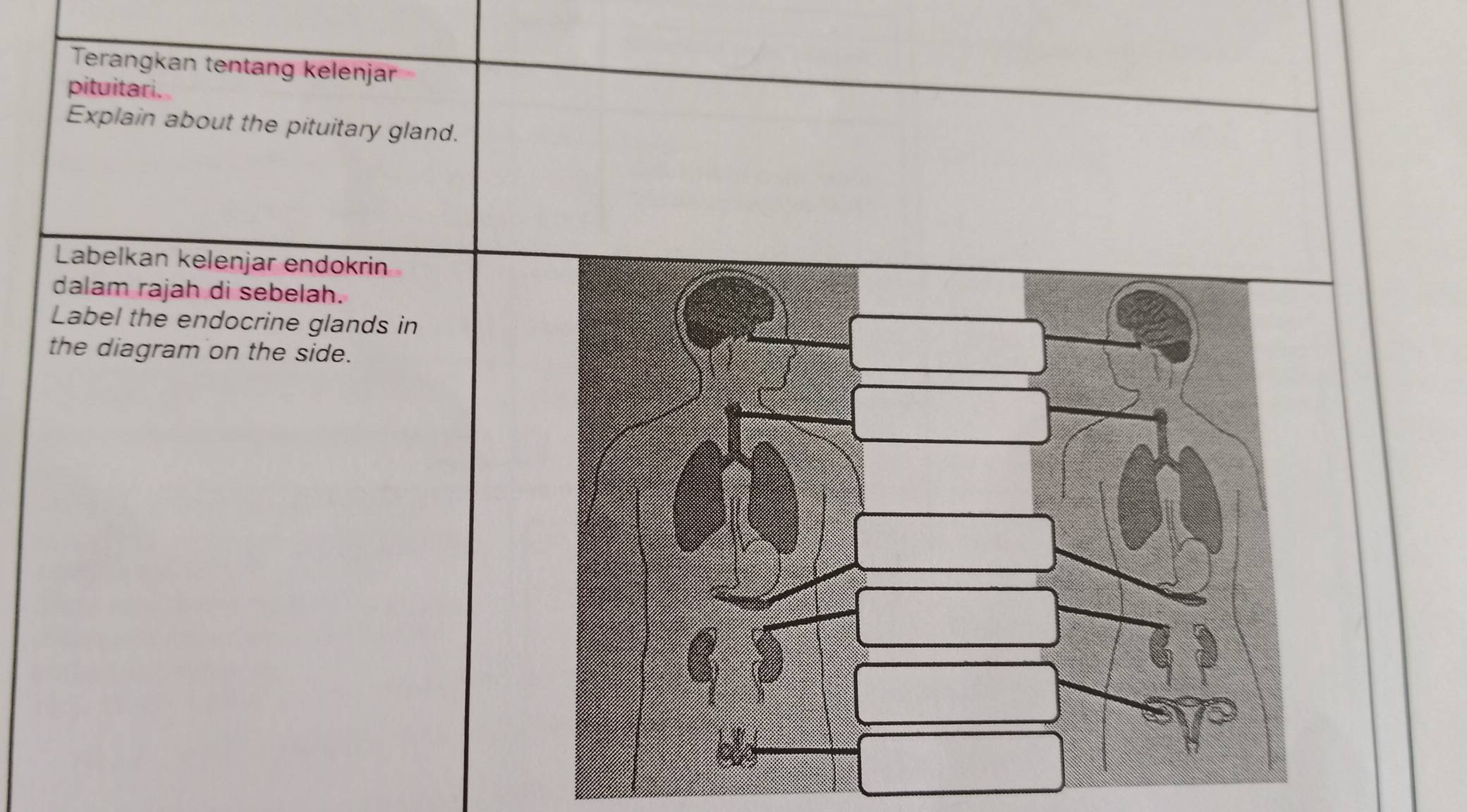 Terangkan tentang kelenjar 
pituitari. 
Explain about the pituitary gland. 
Labelkan kelenjar endokrin 
dalam rajah di sebelah. 
Label the endocrine glands in 
the diagram on the side.