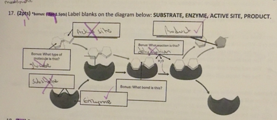 Solved: bonus: (3pt 1.5pts) Label blanks on the diagram below ...