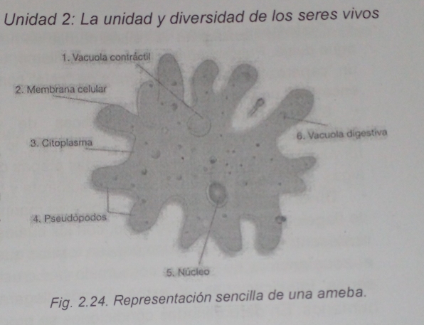 Unidad 2: La unidad y diversidad de los seres vivos 
Fig. 2.24. Representación sencilla de una ameba.