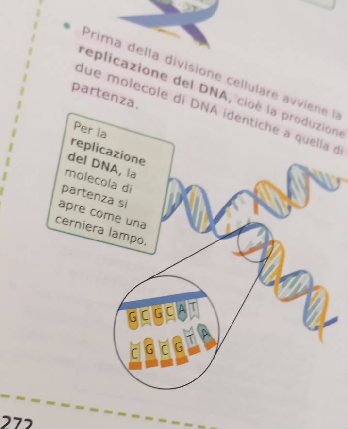 Prima della divisione cellulare avviene I 
replicazione del DNA, cioè la produzione 
partenza. 
due molecole di DNA identiche a quella d 
Per la 
replicazione 
del DNA, la 
molecola di 
partenza si 
apre come una 
cerniera lampo. 
GOGCAT 
272