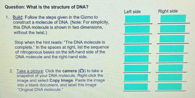 What is the structure of DNA?
Left side Right side
1. Build: Follow the steps given in the Gizmo to
construct a molecule of DNA. (Note: For simplicity,
this DNA molecule is shown in two dimensions,
without the twist.)
Stop when the hint reads: “The DNA molecule is
complete." In the spaces at right, list the sequence
of nitrogenous bases on the left-hand side of the
DNA molecule and the right-hand side.
2. Take a picture: Click the camera (Ō) to take a
snapshot of your DNA molecule. Right-click the
image and select Copy Image. Paste the image
into a blank document, and label this image
“Original DNA molecule.”