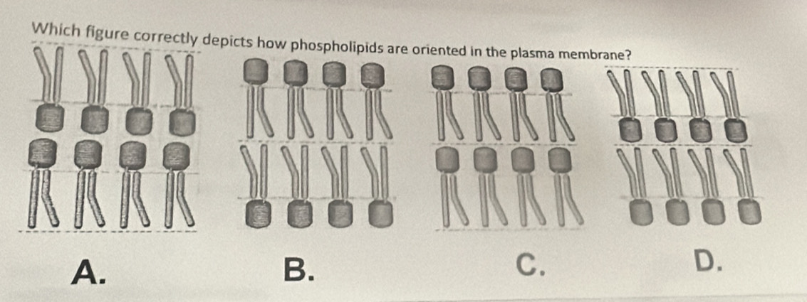 Which figure correcpicts how phospholipids are oriented in the plasma membrane?
A.
B.
C.
D.