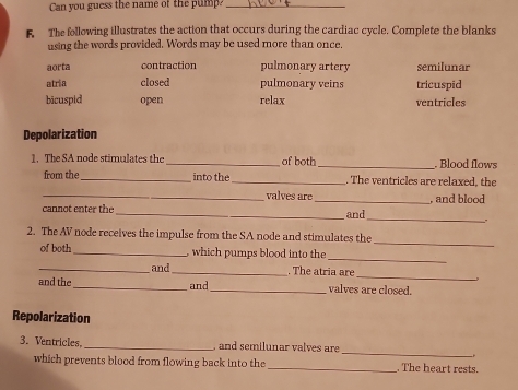 Can you guess the name of the pump?_
F The following illustrates the action that occurs during the cardiac cycle. Complete the blanks
using the words provided. Words may be used more than once.
aorta contraction pulmonary artery semilunar
atria closed pulmonary veins tricuspid
bicuspid open relax ventricles
Depolarization
1. The SA node stimulates the_ of both_ . Blood flows
from the_ into the_ . The ventricles are relaxed, the
_valves are
_
cannot enter the_ _and , and blood
2. The AV node receives the impulse from the SA node and stimulates the
_
of both_ which pumps blood into the
_
_
_and_ . The atria are
and .
and the_ _valves are closed.
Repolarization
3. Ventricles,_ , and semilunar valves are
_
which prevents blood from flowing back into the _. The heart rests.