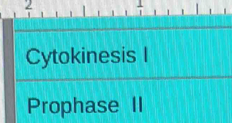 Cytokinesis I 
Prophase II